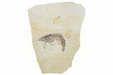 Huge, Fossil Shrimp (Aeger) - Solnhofen Limestone #240223-1